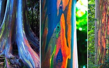 Bạch đàn cầu vồng: Loài cây được mệnh danh là cây đẹp nhất thế giới