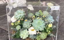 Hộp hoa mica mới lạ, giá hàng triệu dịp 8/3