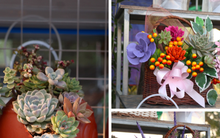 Sen đá lạ mắt hút khách dịp Quốc tế Phụ nữ 8/3