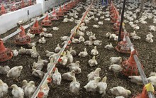 Hơn 2.890 cơ sở phải kiểm kê khí nhà kính, bất ngờ có chăn nuôi