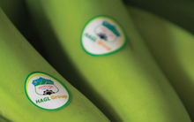 HAGL thu hơn 17 tỷ mỗi ngày nhờ trồng chuối nuôi heo, kỳ vọng doanh thu 2 quý cuối năm tăng đột biến nhờ sầu riêng