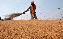 Một loại nông sản từ Brazil vào Việt Nam bất ngờ tăng nóng hơn 28.000%: Nước ta nhập khẩu nửa triệu tấn trong tháng 1, Nga thống trị thị trường toàn cầu năm 2023