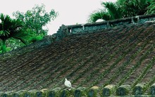 Ngôi nhà cổ hơn 200 năm tuổi ở Đà Nẵng