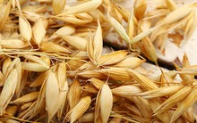 1 loại siêu thực phẩm bán ở chợ Việt tốt ngang insulin tự nhiên giúp hạ đường huyết, cải lão hoàn đồng hiệu quả