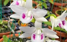 Bài học cay đắng của người đàn ông mất 8 tỷ đồng vì mê muội 'ôm' lan đột biến