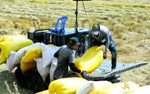 'Ông trùm' thu mua lúa gạo trần tình việc nợ tiền nông dân