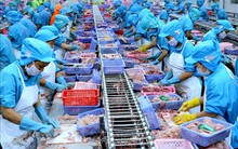 Xuất khẩu thủy sản quý I/2024 đạt gần 2 tỷ USD