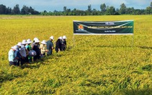 Lợi nhuận của Lộc Trời 'bốc hơi' 94% sau kiểm toán