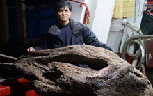 Lênh đênh trên biển, ngư dân bất ngờ vớt được khối gỗ tỏa hương thơm ngào ngạt ước tính hơn 3.455 tỷ đồng