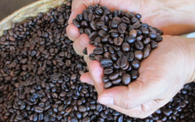 Giá cà phê lập kỷ lục mới