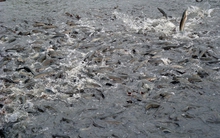 Giá cá lóc giảm thấp, người nuôi chưa dám tái vụ