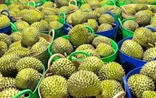 Vì sao giá sầu riêng giảm sâu?