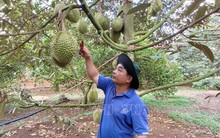 Nắng nóng gay gắt, nhiều vườn sầu riêng nguy cơ thất thu