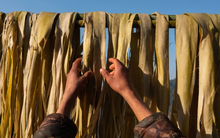 Dân nghèo Nepal đổi đời nhờ cung cấp loại cây bụi cho Nhật Bản làm giấy in tiền