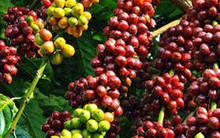 Giá cà phê đã lên 125.000 đồng/kg