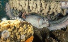 Bí ẩn về loài bạch tuộc chỉ sinh sản một lần và bảo vệ con cái của chúng cho đến hơi thở cuối cùng!