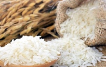 Gạo thơm ST24 và ST25 chưa được hưởng ưu đãi thuế xuất khẩu sang thị trường EU