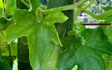 Một thứ trên cây mướp là thuốc quý cho gan, mắt và da nhưng ít người biết