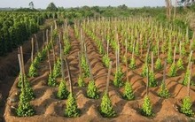 Hàn Quốc bất ngờ săn lùng hàng nghìn tấn 'vàng trên cây' của Việt Nam: tăng nhập khẩu hơn 300%, giá trong nước liên tục leo thang