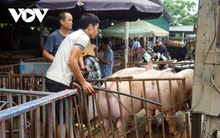 Giá lợn hơi được dự báo sẽ tăng trong dịp nghỉ lễ 30/4 - 1/5