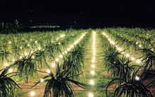 Loại quả từng là "kiếp nạn" của nông dân, phải kêu gọi giải cứu, giờ lãi 50%, thương lái tranh nhau mua