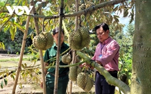 Trái sầu riêng giá ổn định ở mức cao, nhà vườn phấn khởi