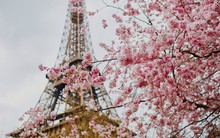 Một nét văn hoá không thể thiếu của người Nhật vừa được tái hiện giữa lòng thủ đô, mang tới trải nghiệm đáng nhớ