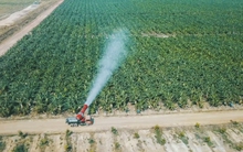 HAGL Agrico lỗ quý thứ 13 liên tiếp, luỹ kế lỗ hơn 8.000 tỷ, chỉ còn hơn 6 tỷ đồng tiền mặt