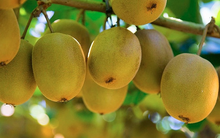 Giàu vitamin C gấp 11,5 lần dưa chuột, loại quả ngọt mát hay bán trong siêu thị, người Việt yêu thích: Kiểm soát huyết áp và đường máu tốt miễn chê