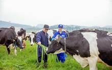 Mộc Châu Milk (MCM) đặt mục tiêu doanh thu cao kỷ lục, lên kế hoạch tái định vị thương hiệu