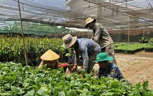 Giá cà phê lập kỷ lục chưa từng có, cây giống cũng ‘nhảy múa’ theo