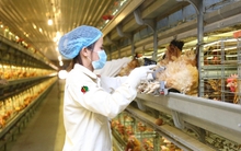 Dabaco (DBC) đặt mục tiêu lợi nhuận 2024 tăng trưởng đột biến, chuẩn bị đón nhà đầu tư chiến lược