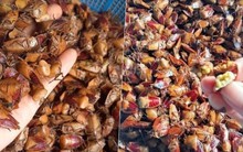 Loại côn trùng hôi hám, bị tránh xa nay bỗng thành đặc sản đắt đỏ