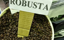 Giá cà phê tăng cao vượt mọi dự đoán