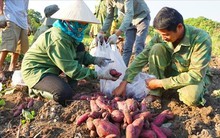 Khoai lang rớt giá, người trồng lo lắng khó tiêu thụ sản phẩm