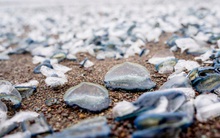 Hàng triệu sinh vật màu xanh kỳ lạ dạt bờ biển Mỹ