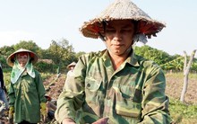 Nông dân khóc ròng vì khoai lang rớt giá thê thảm