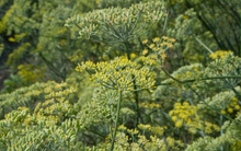 Sản vật triệu đô cực hiếm của thế giới mọc đầy tại Việt Nam: Ấn Độ, Mỹ đua nhau săn lùng, là loài cây có thể thu hoạch đến 80 năm