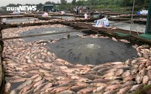 Hàng trăm tấn cá chết ở Hải Dương: Nông dân bật khóc, xót xa tiền tỷ trôi sông