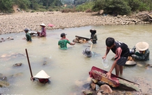 Clip: Người dân Quảng Nam đổ xô xuống sông đãi cát tìm vàng