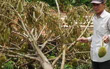 Thời tiết thất thường, người trồng sầu riêng thiệt hại nặng