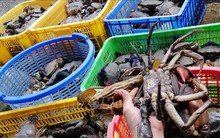 Nông dân nuôi cua biển lãi đến 160 triệu đồng/ha/vụ