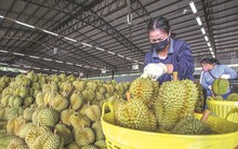 Kết quả xác minh vụ 30 lô sầu riêng nhiễm cadimi