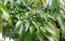 Ấn Độ, Mỹ đua nhau săn mua loại cây hiếm của Việt Nam: Chỉ có dưới 10 quốc gia trên thế giới sở hữu, thu hơn 65 triệu USD kể từ đầu năm