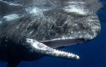 Phát hiện mới giúp con người có thể giao tiếp với loài vật lần đầu tiên