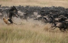 Khám phá bí mật của 'kho thịt di động' trên đồng cỏ châu Phi!