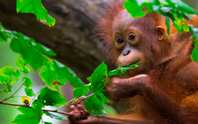 Tranh cãi chính sách 'ngoại giao đười ươi' của Malaysia