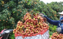 Giá vải thiều xuất khẩu sẽ tăng