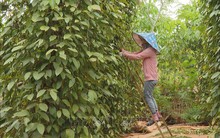 Nguồn cung giảm, giá hồ tiêu tiếp tục tăng