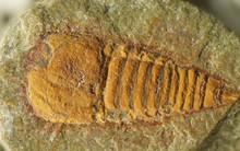 Sinh vật lạ bị "phong ấn" trong đá 478 triệu năm: Thủy tổ nhiều loài